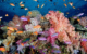 fiji-hotel-savusavu-koro-sun-diving