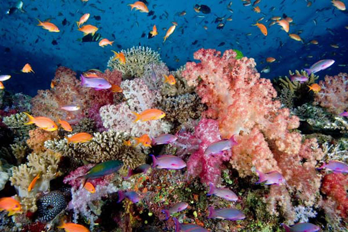 fiji-hotel-savusavu-koro-sun-diving