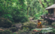 fiji-savusavu-hotel-koro-sun-rainforest-spa
