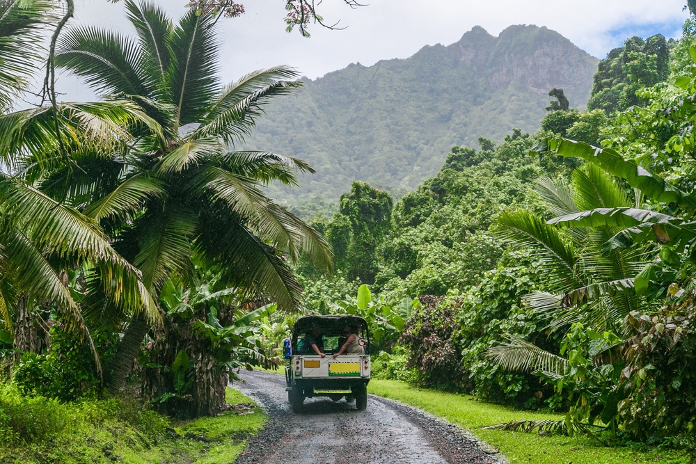 Jungle rarotonga