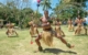 fiji-cruise-paul-gauguin-fijian-culture-village