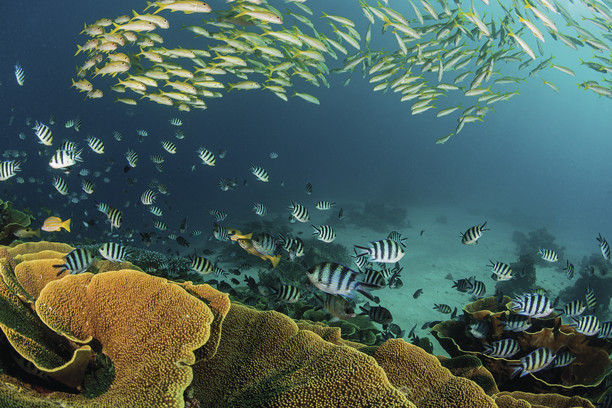 fiji-diving-cabbage-coral-reef-100384-4-TF