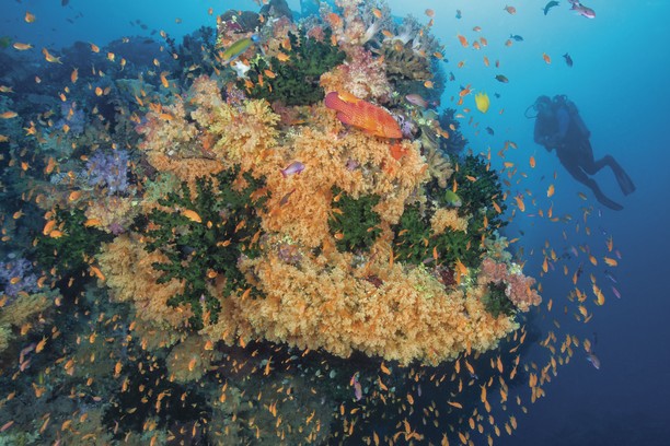 fiji-diving-the-bligh-waters 100563-57 TF