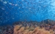 fiji-diving-the-bligh-waters-100660-19-TF