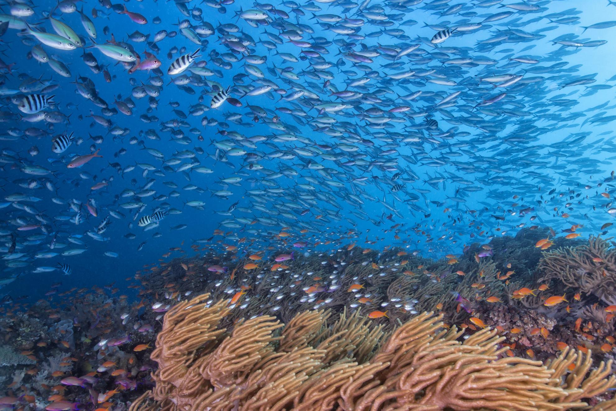 fiji-diving-the-bligh-waters-100660-19-TF