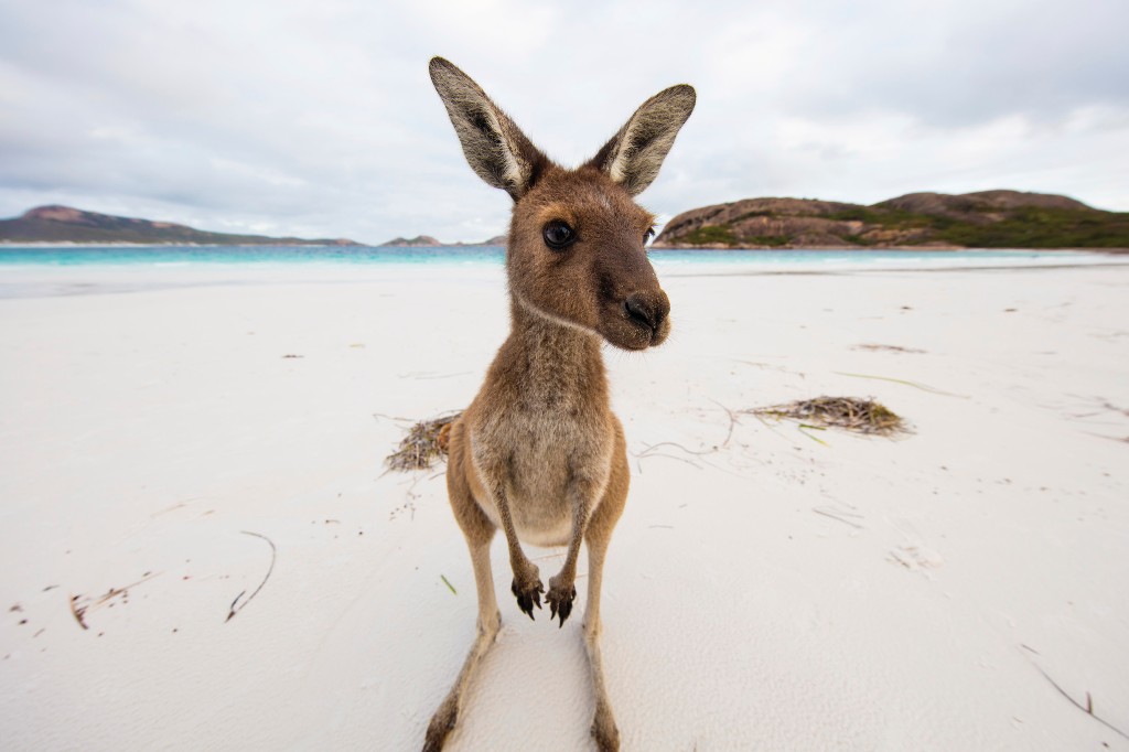 australia kangaroo TA 645811 3 - Bouncing Across the Outback: Australia's Kangaroo Day australia-wa-lucky-bay-0kangaroo-TA-645811-3