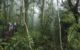 australia-qld-skyrail-rainforest-cableway