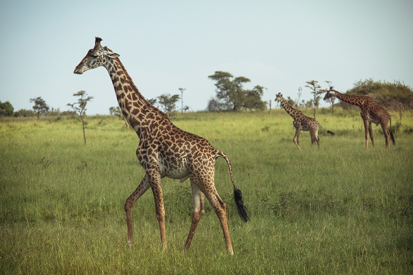 GAdv-africa-Tanzania Serengeti Giraffes