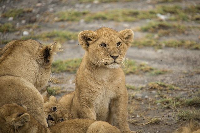 GAdv-africa-Tanzania Serengeti Lion Cub