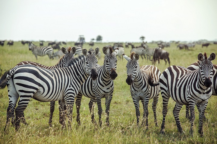 GAdv-africa-Tanzania Serengeti Zebras