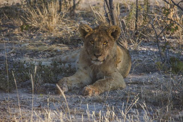 GAdventures-africa-namibia-Etosha National Park -Wildlife Safari-Lion