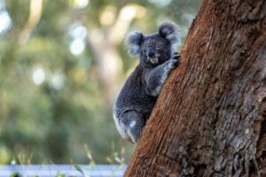 australia nsw port stephens koala sanctuary 1071321 41 Mandatory Credit Tourism Australia - Discovering New South Wales: Seeing More Australia by Travelling Less australia-nsw-port-stephens-koala-sanctuary 1071321-41 TA