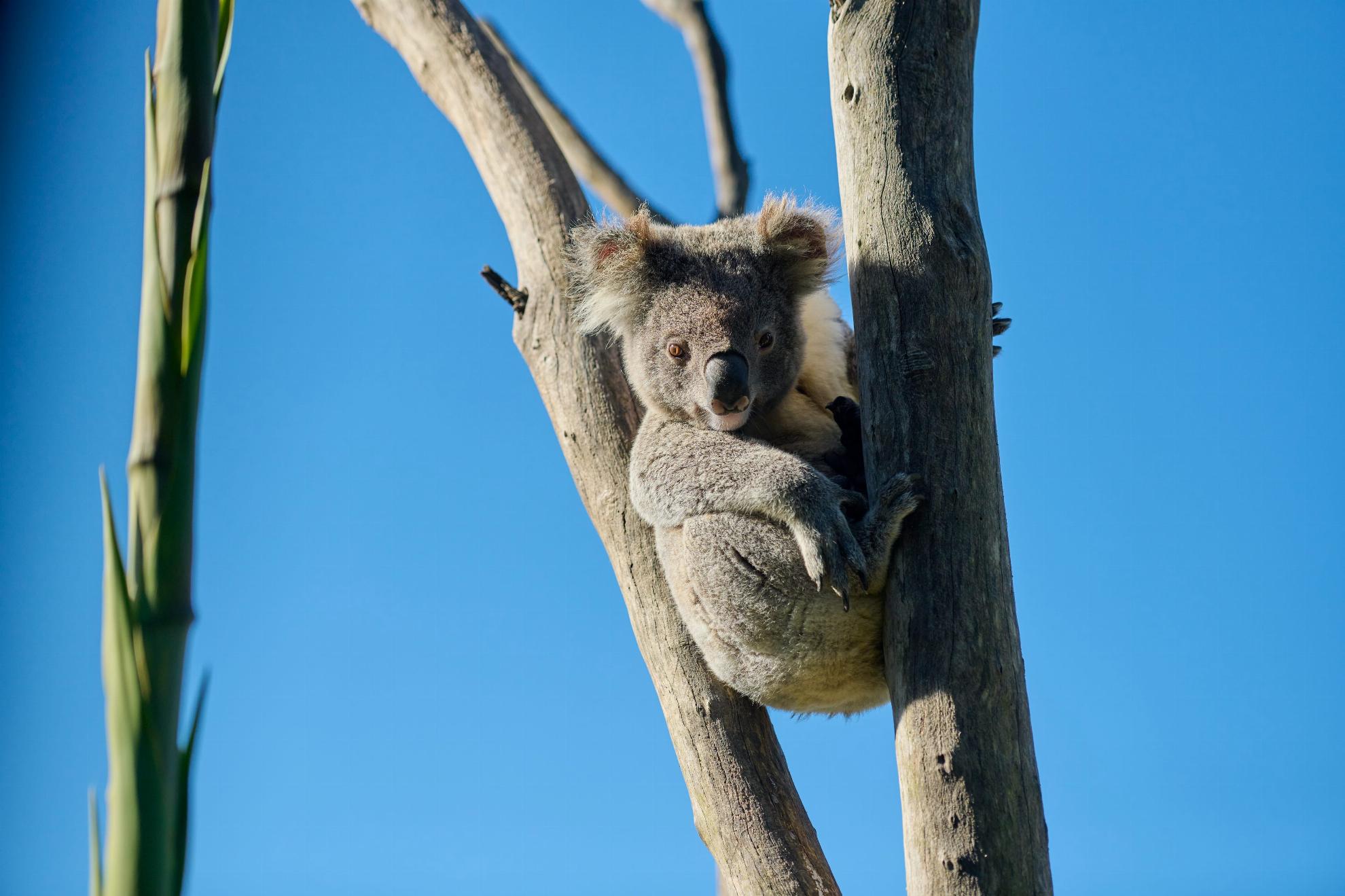 australia-nsw-sydney-koala-1073396-134 TA