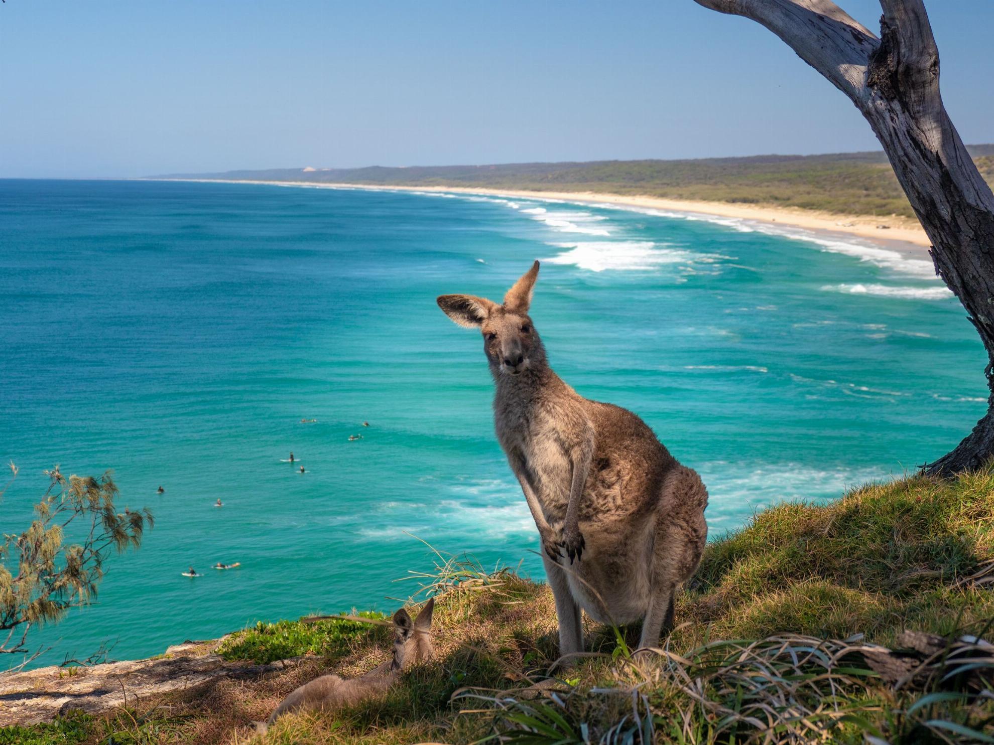 australia qld north stradbroke island kangaroo 1014810 37 Mandatory Credit Tourism Australia - Bouncing Across the Outback: Australia's Kangaroo Day australia-qld-north-stradbroke-island-kangaroo-1014810-37 TA