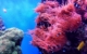 australia-cruise-queensland-great-barrier-reef-coral-expeditions-reef