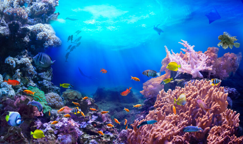 5 Bucket List Aussie Experiences You Need to Experience - 5 Bucket-List Aussie Experiences You Need to Experience