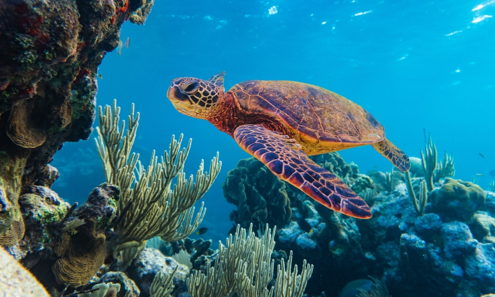 Great Reef Barrier - 5 Bucket-List Aussie Experiences You Need to Experience