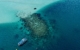 australia-western-cruise-coral-expeditions-ashmore-reef-snorkelling.jpeg