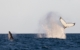 australia-western-exmouth-cruise-coral-expeditions-whales