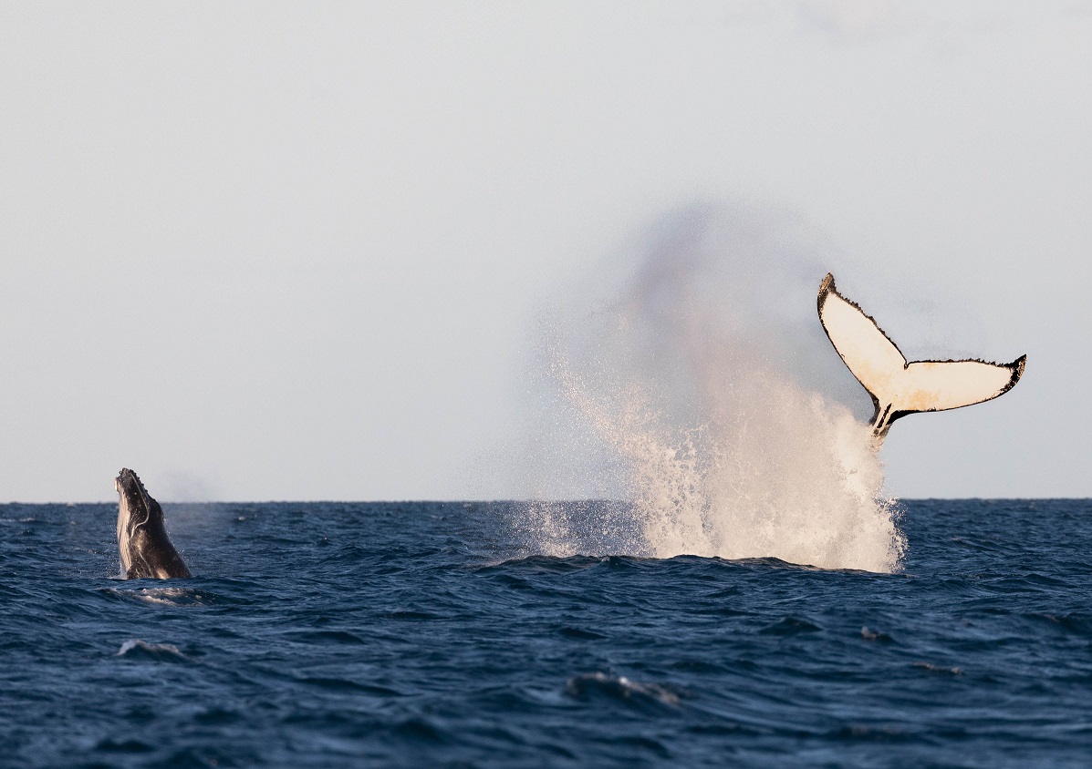 australia-western-exmouth-cruise-coral-expeditions-whales