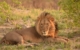 africa-botswana-lion-2649551 PB