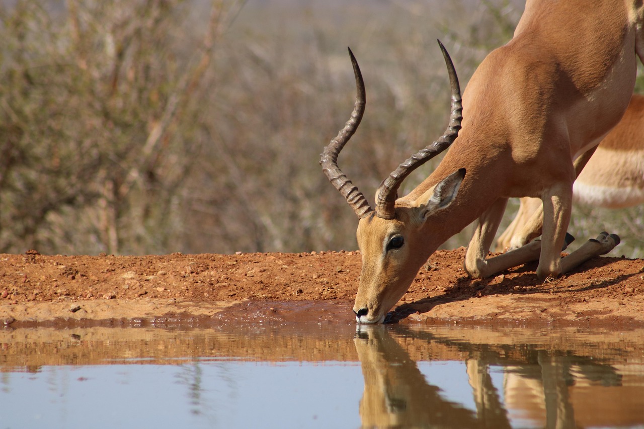 africa-impala-5232026 PB