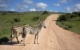 africa-south-zebra-3564956 PB