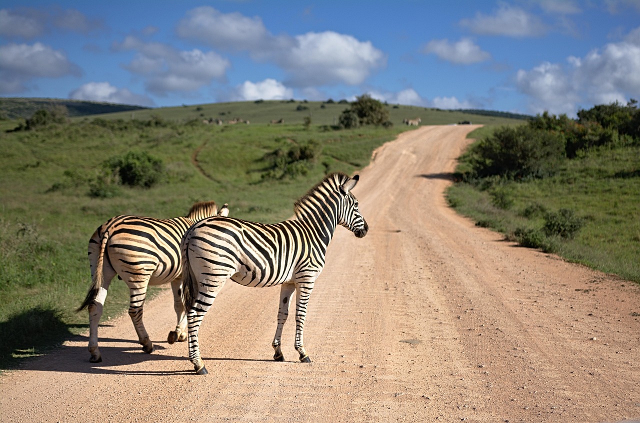 africa-south-zebra-3564956 PB