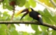 costa-rica-toucan-1972559 PB