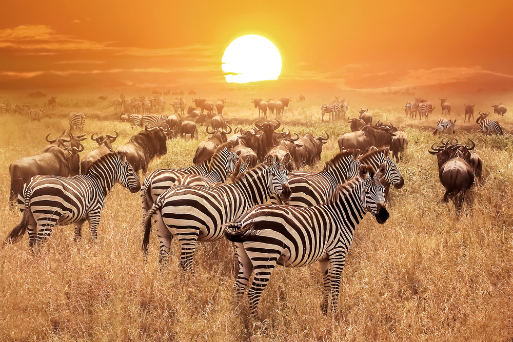 our guided safari picks - 5 Guided Safaris Every Canadian Wildlife Lover Should Experience