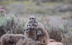 south-africa-meerkat-1431527 PB