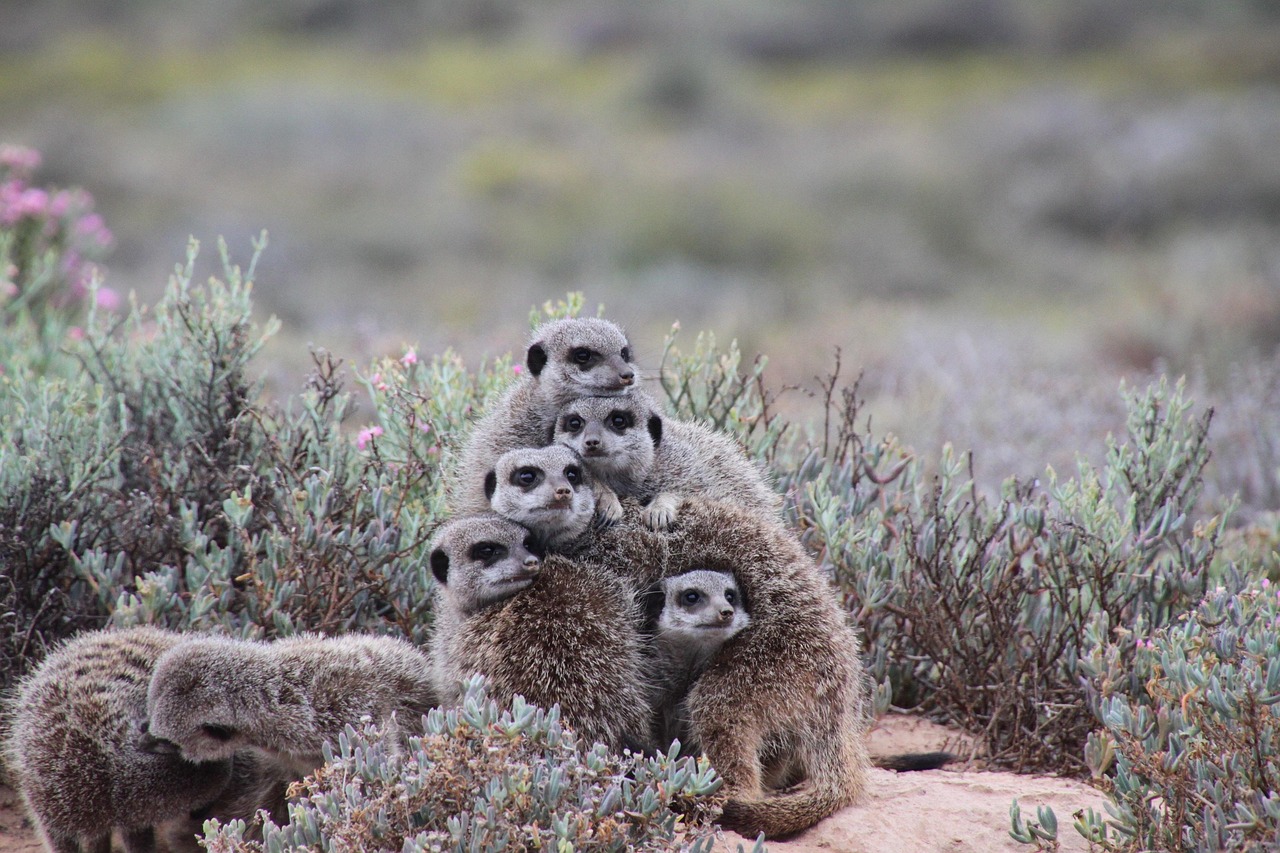 south-africa-meerkat-1431527 PB