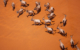 
africa-namibian-Naukluft-antelope