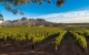 
africa-south-cape-winelands-western-cape