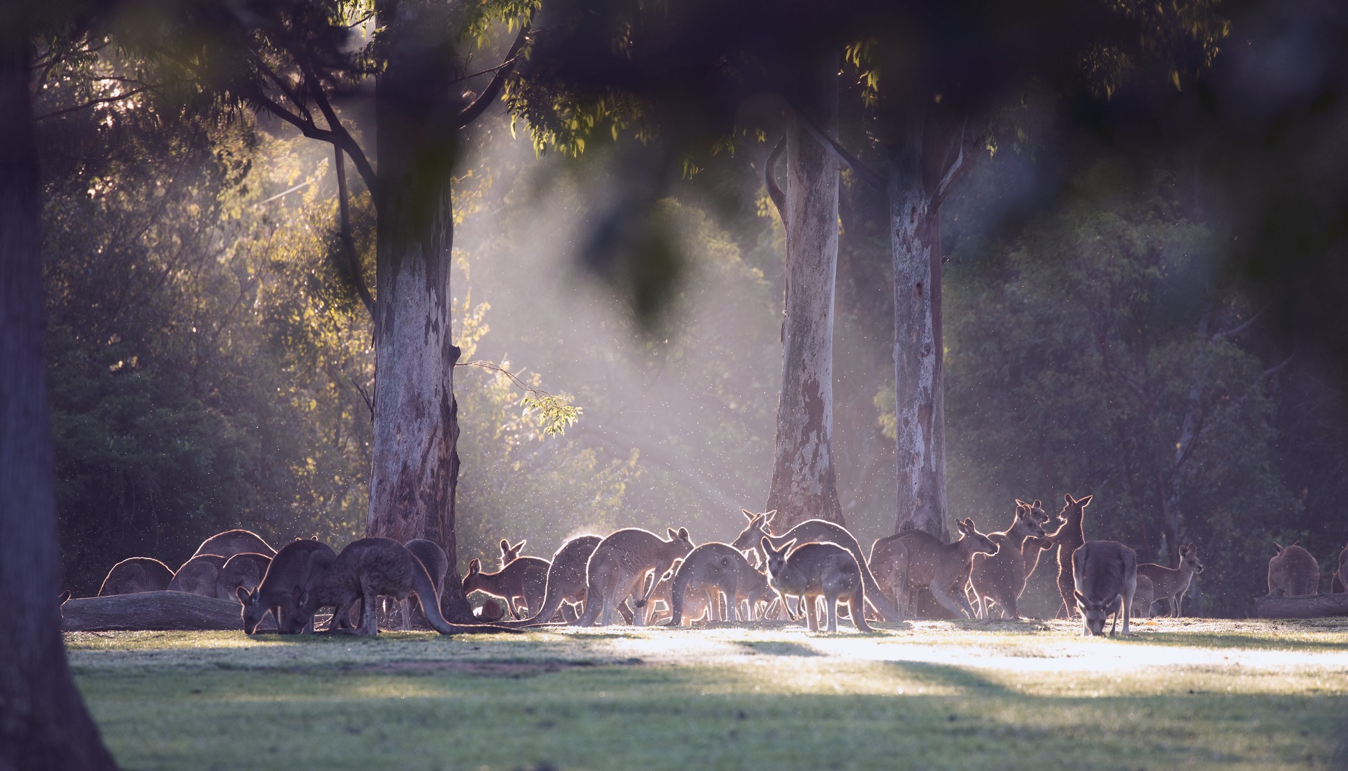 australia queensland qld bne long pine koala sanctuary kangaroos 1011628 134TA Mandatory Credit Tourism Australia - Bouncing Across the Outback: Australia's Kangaroo Day australia-queensland-qld-bne-long-pine-koala-sanctuary-kangaroos-1011628-134TA Mandatory Credit Tourism Australia