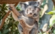 australia-queensland-qld-brisbane-one-pine-koala-sanctuary-fig-tree-pocket-1014910-37TA Mandatory Credit Tourism Australia