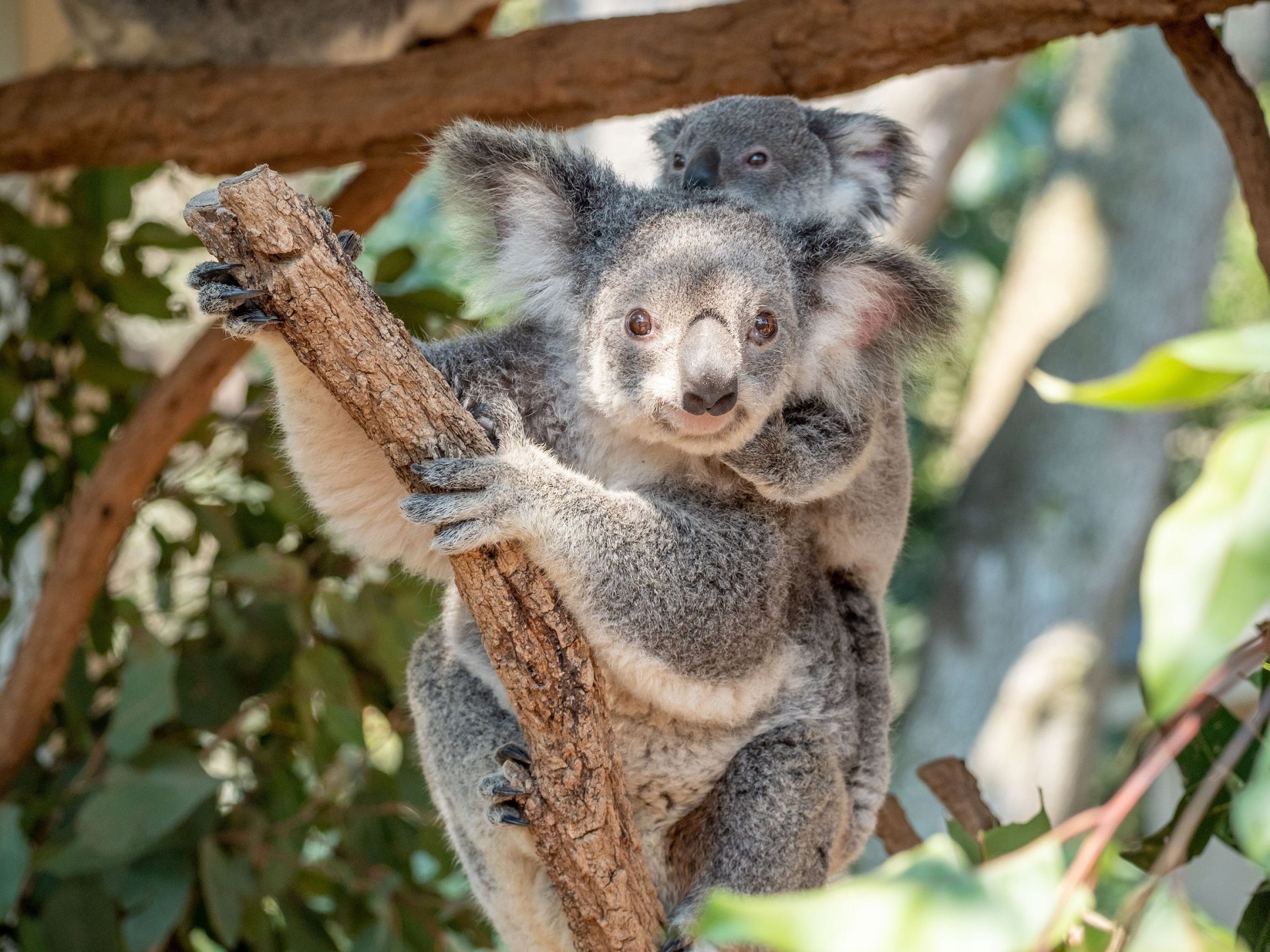 australia-queensland-qld-brisbane-one-pine-koala-sanctuary-fig-tree-pocket-1014910-37TA Mandatory Credit Tourism Australia