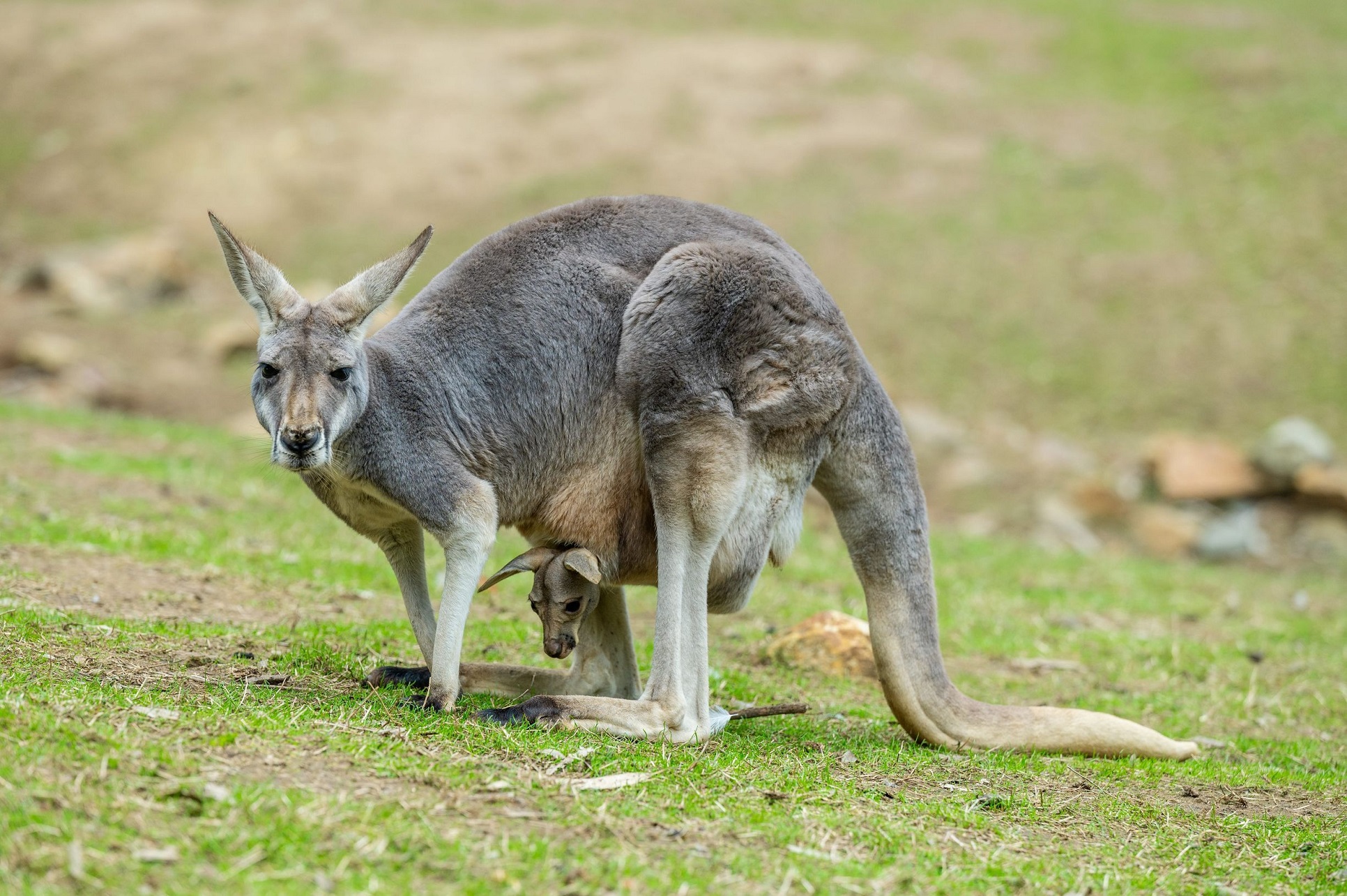 australia south sa gorge wildlife park cudlee creek adelaide hills kangaroo 1036355 41TA Mandatory Credit Tourism Australia - Bouncing Across the Outback: Australia's Kangaroo Day australia south sa gorge wildlife park cudlee creek adelaide hills kangaroo 1036355 41TA Mandatory Credit Tourism Australia - Bouncing Across the Outback: Australia's Kangaroo Day