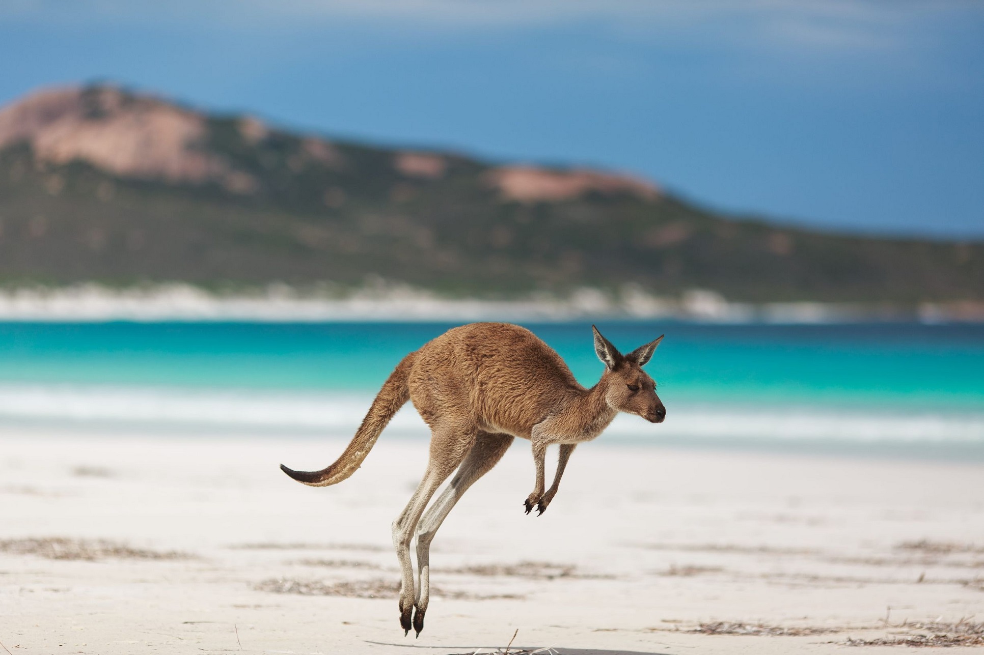 australia western wa lucky bay esperance kangaroo 1093167 41TA Mandatory Credit Tourism Australia - Bouncing Across the Outback: Australia's Kangaroo Day australia western wa lucky bay esperance kangaroo 1093167 41TA Mandatory Credit Tourism Australia - Bouncing Across the Outback: Australia's Kangaroo Day