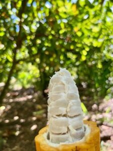 Fresh local Cocoa - A Taste of Paradise: Explore the Food of the Cook Islands on a Unique Culinary Adventure Fresh local Cocoa