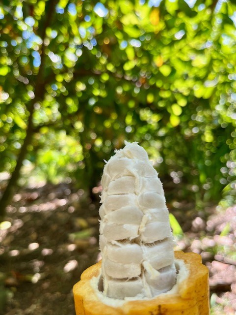 cook islands rarotonga food fresh cocoa on farm tour dut amber woods 1 - A Taste of Paradise: Explore the Food of the Cook Islands on a Unique Culinary Adventure