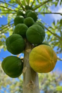cook-islands-rarotonga-food-paw-paw-on-farm-tour-dut-amber-woods
