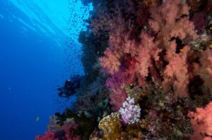 Scuba Diving in the Bligh Water, Fiji
