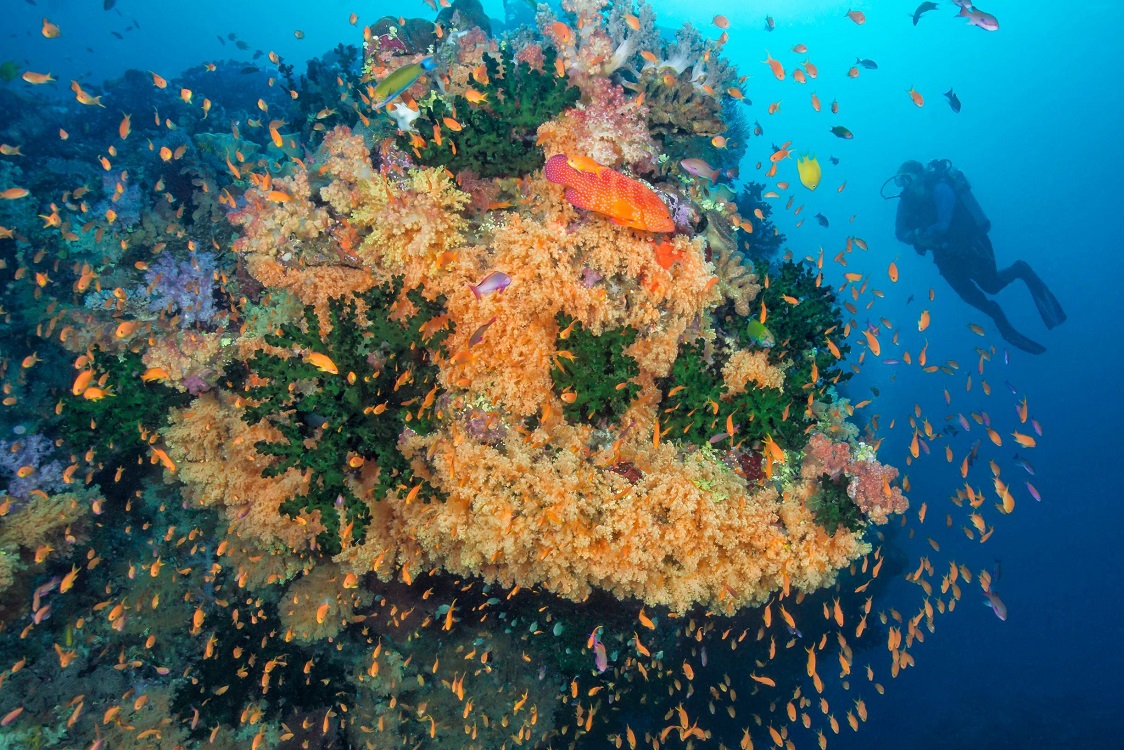 Scuba diving the Bligh Waters, Fiji Islands