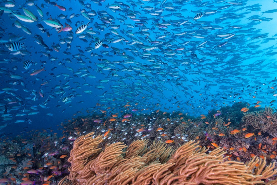 Diving the Bligh Waters, Fiji