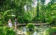 Couple walking in the Garden of the Sleeping Giant, Fiji