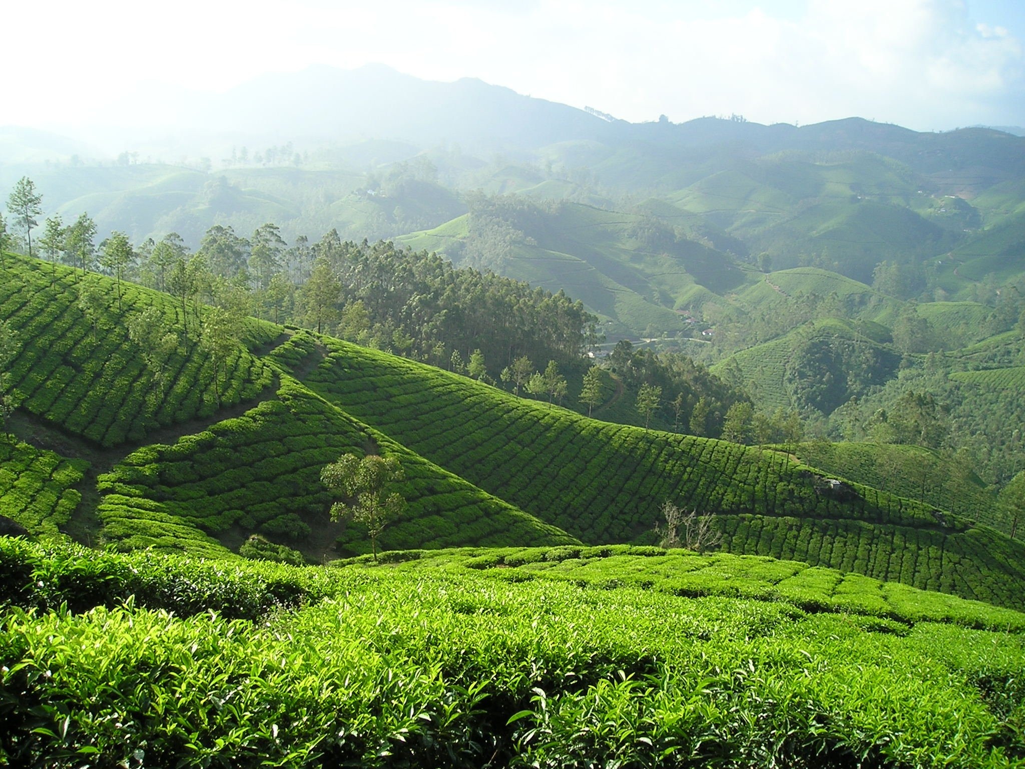 Tea Plantation, India