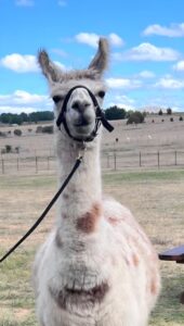 Alpaca at Blackwattle, Canberra, Australia