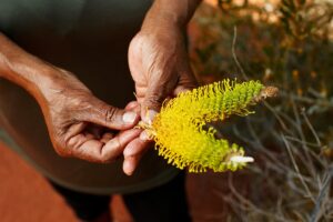 Discovering bush tucker, Uluru
