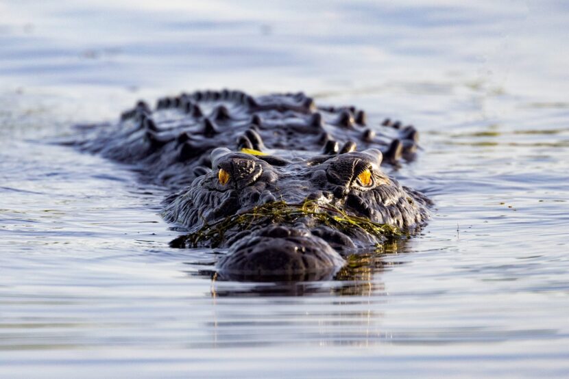 Crocodile in Kakadu National Park, Australia